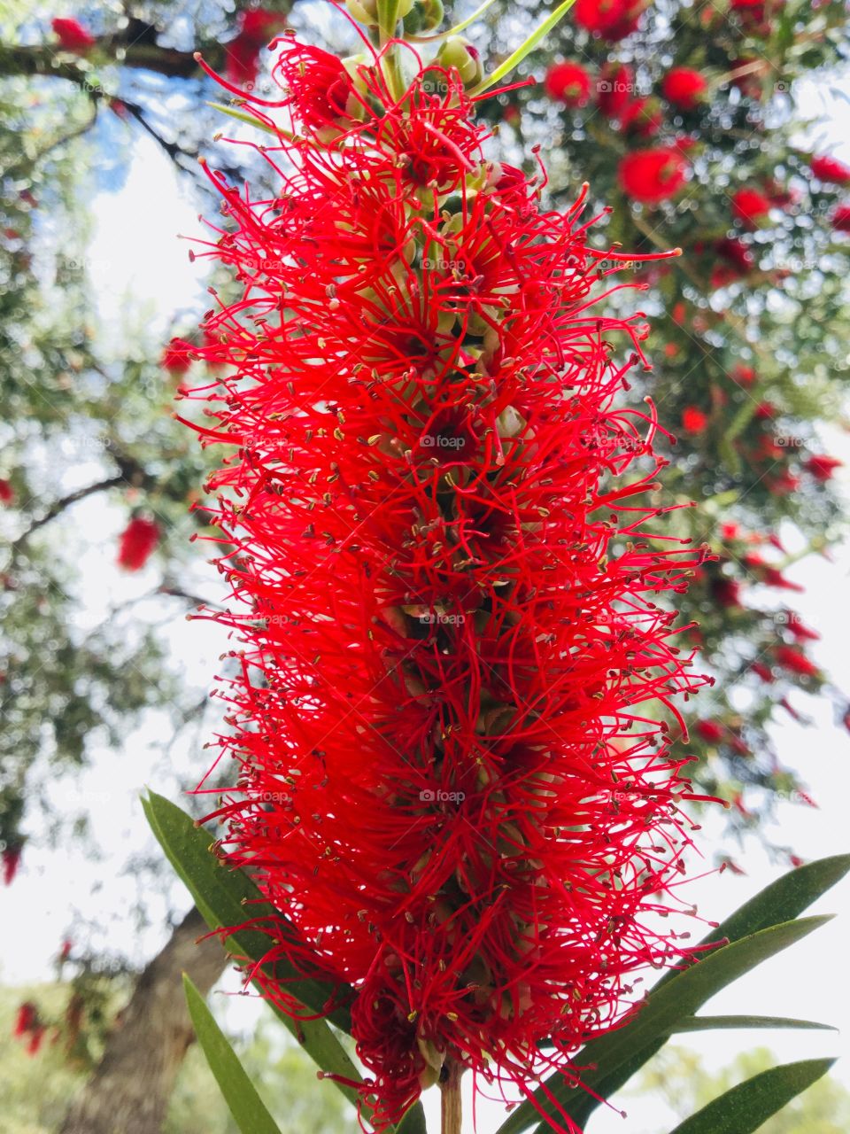 This shot is of a bottlebrush flower in front of a bottlebrush tree. The colours are very vibrant. 