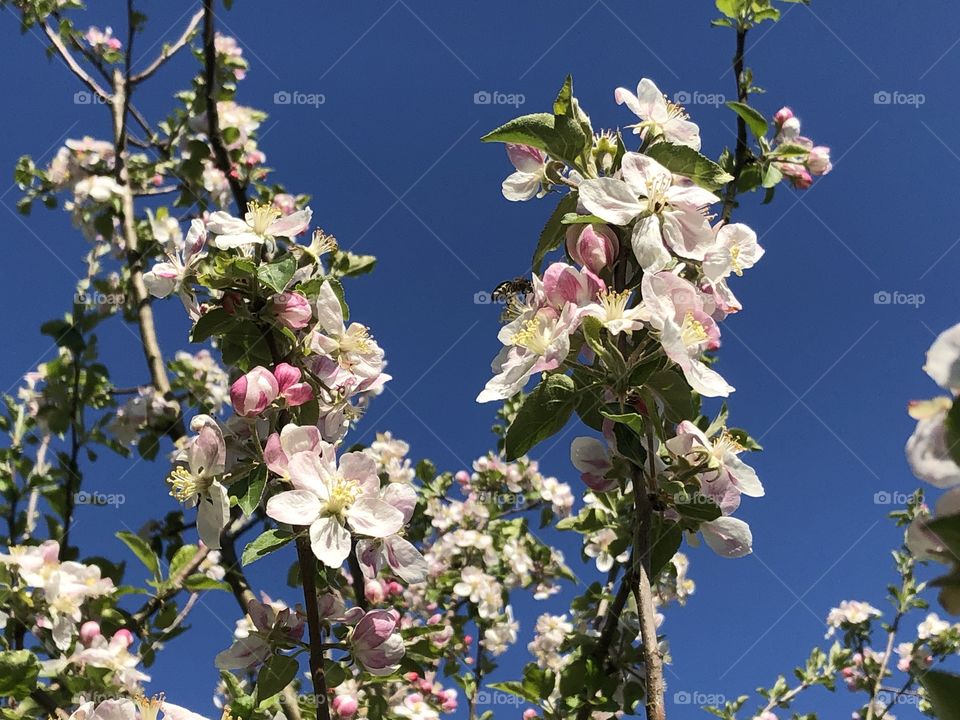 Apple tree blooming