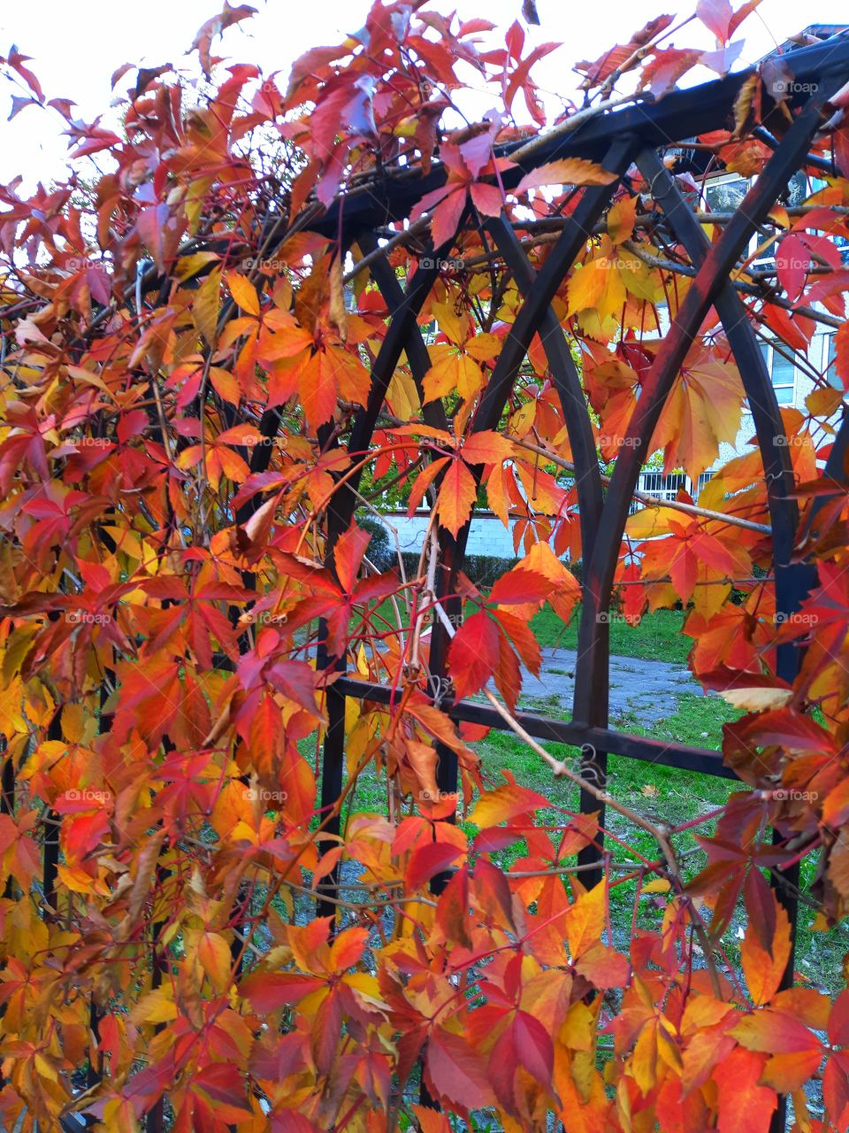 Autumn leaves on the fence
