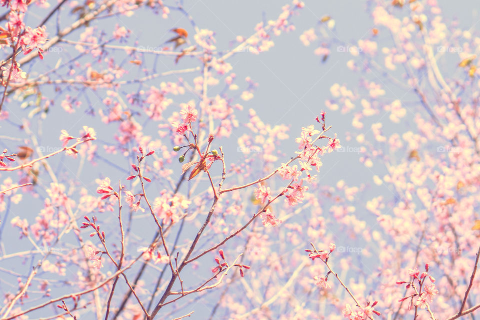 pink himalayan cherry blossom
