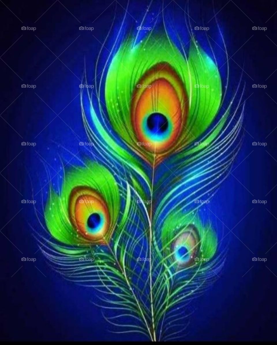 colourful  Peacock feather