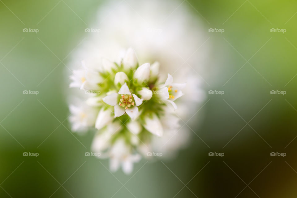 Celebrating spring - macro image of tiny white flowers in full bloom.