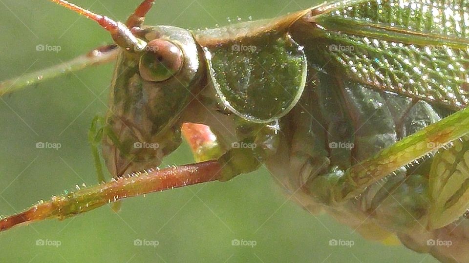 Katydid Macro