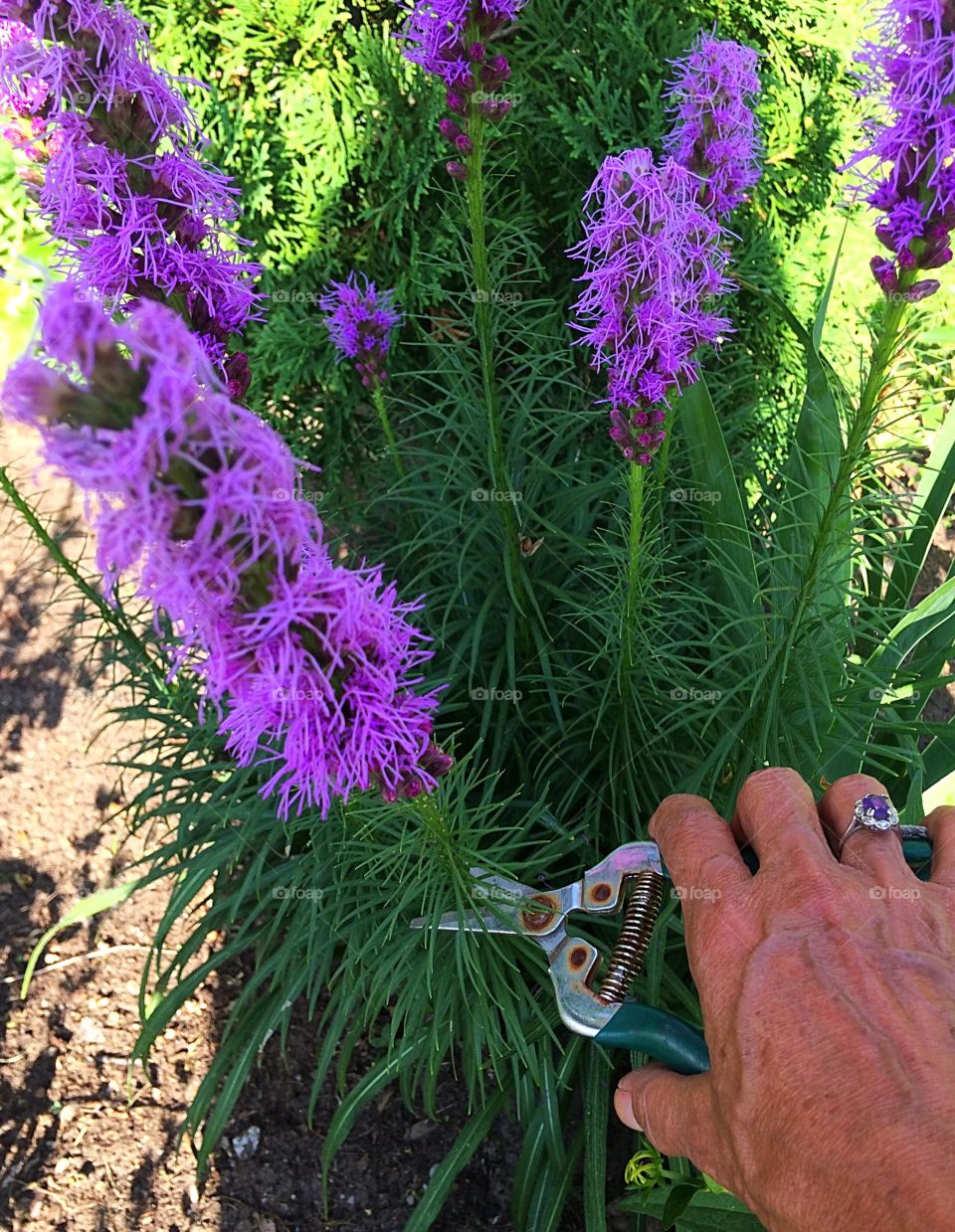 Purple Liatris - Caring for this beautiful perrenial is easy it grows in any soil. Its stunning purple colour fuzzy flowers are very attractive and attract butterflies. They also add a beautiful accent to any flower arrangement of freshly cut flowers. 