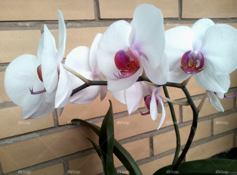 Flower, Orchids, Tropical, Exotic, No Person