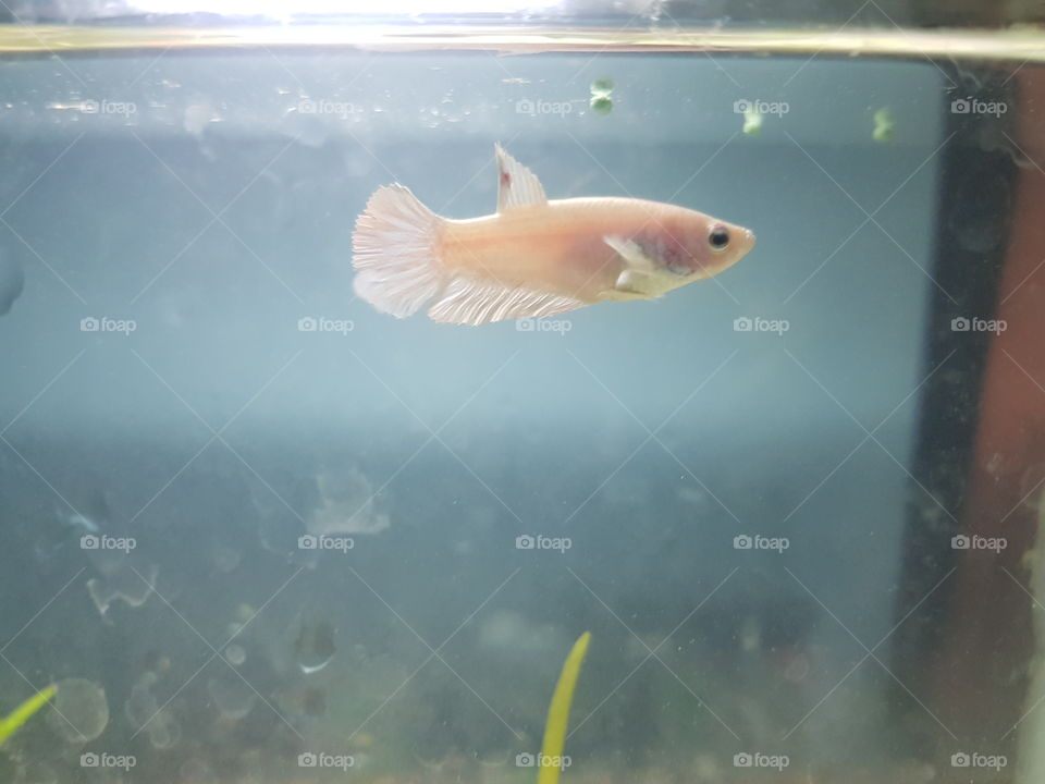 I have A Home, Foods, Pertners but I want My Freedom