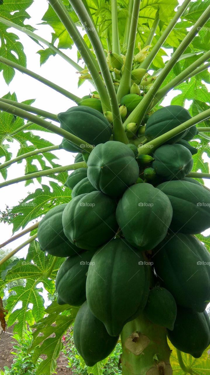 Greenish papaya fruits and leafs. 
smallest and big fruits.