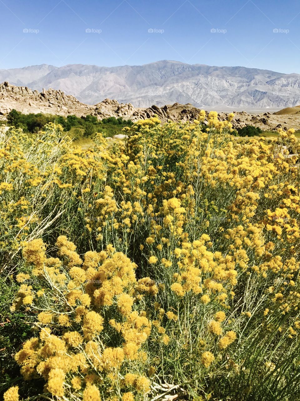 Rabbit Brush
