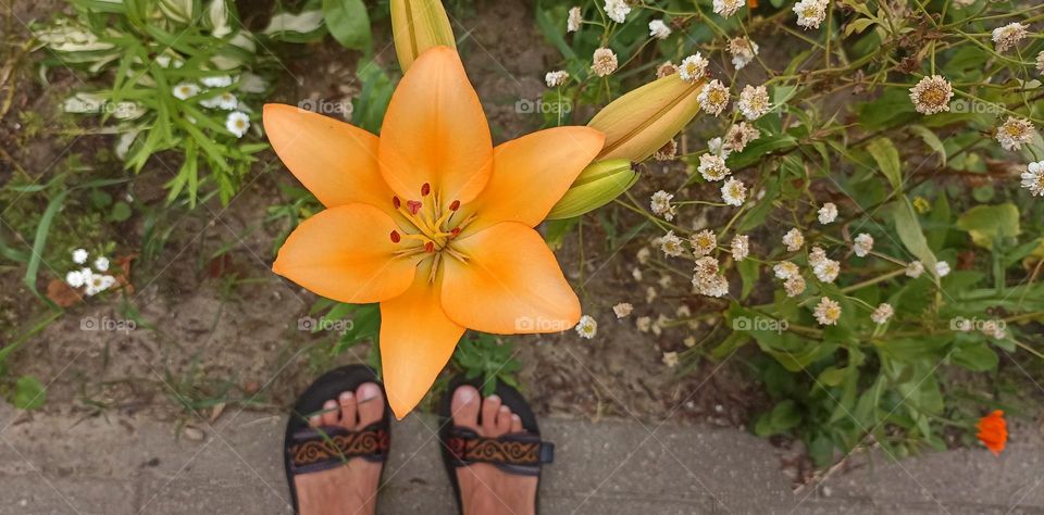 urban flowers top view