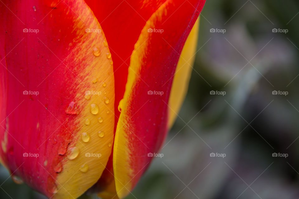 Tulip and water droplets 