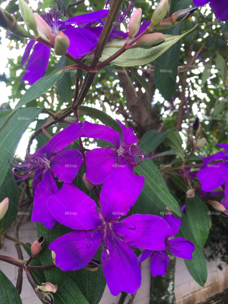 Quaresmeiras Roxas, uma bela Flor desta estação. 