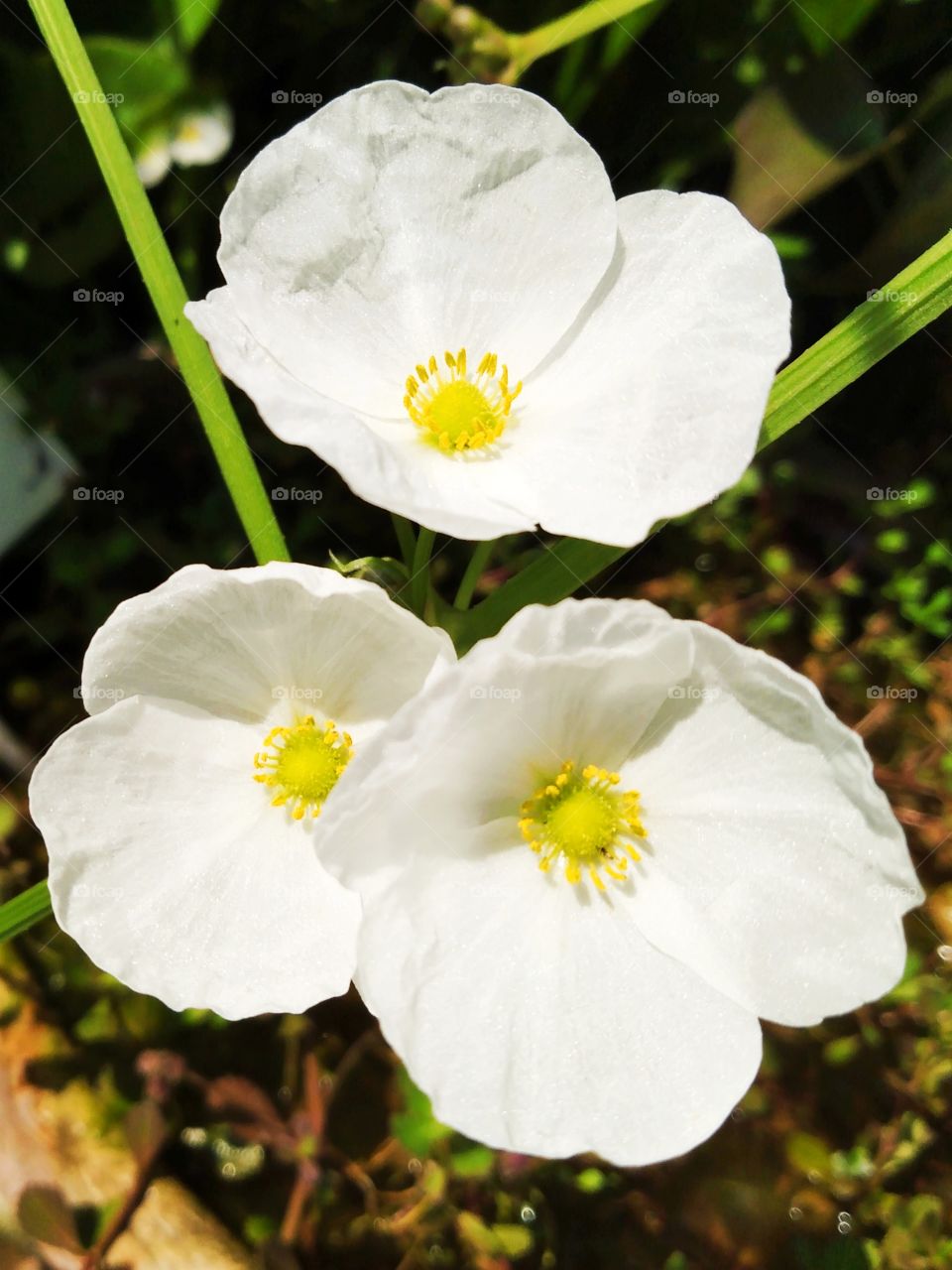 White flowers.