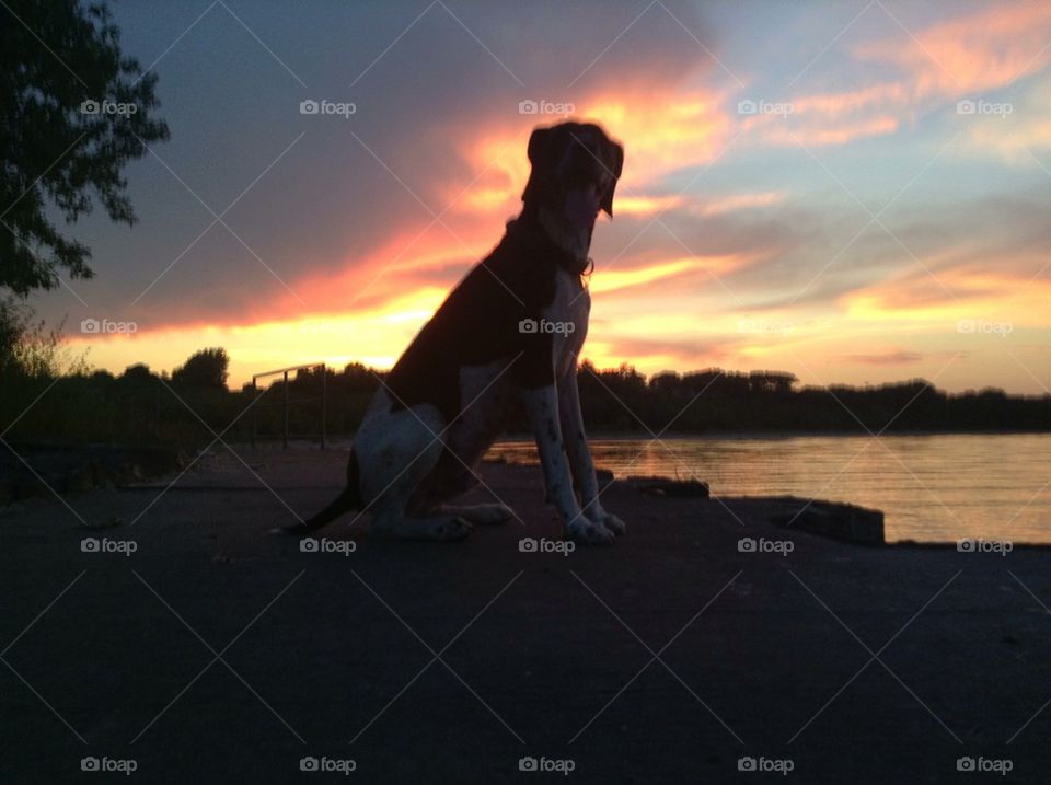 Pointer Sunset