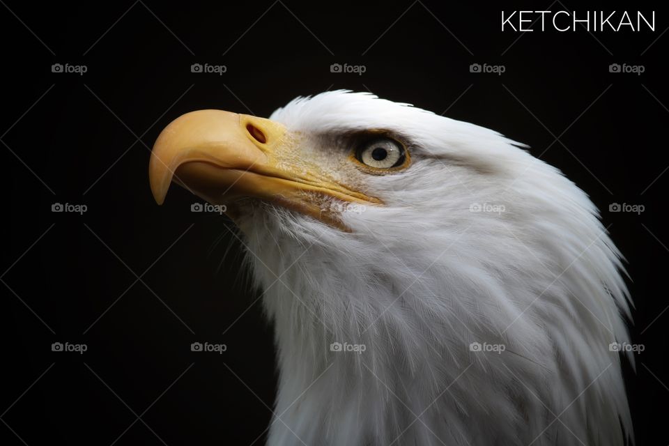 Eagle in Ketchikan 