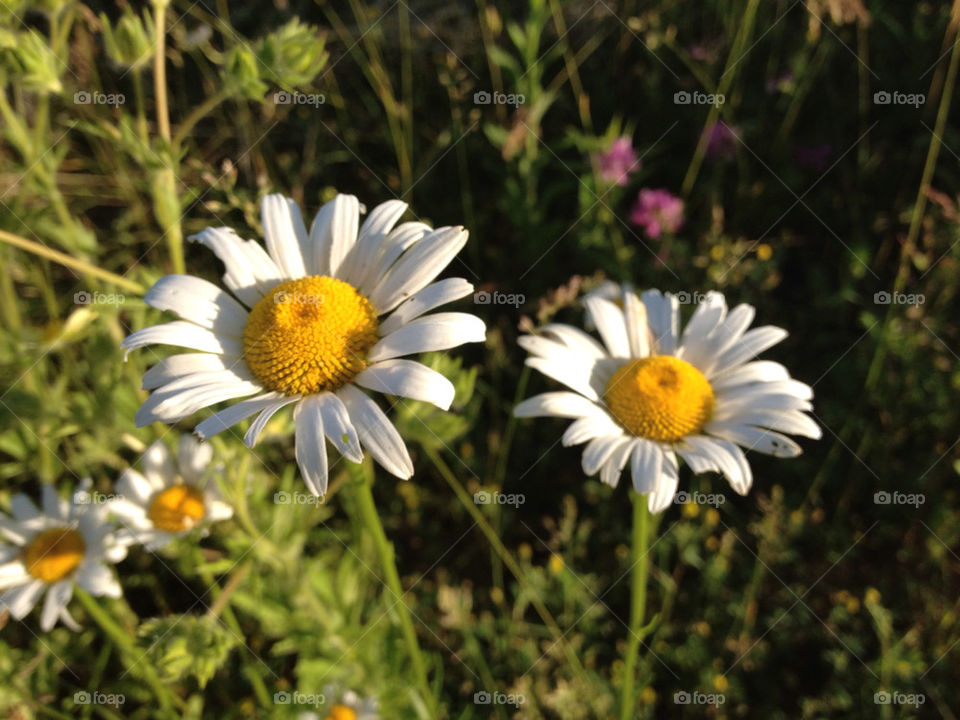 flower beauty daisy twins by whym