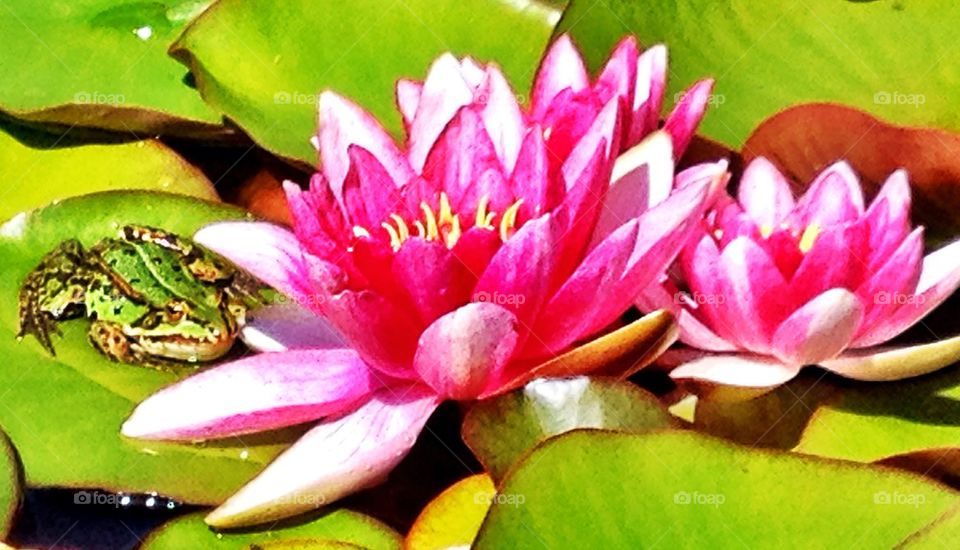 Frog on water lilly