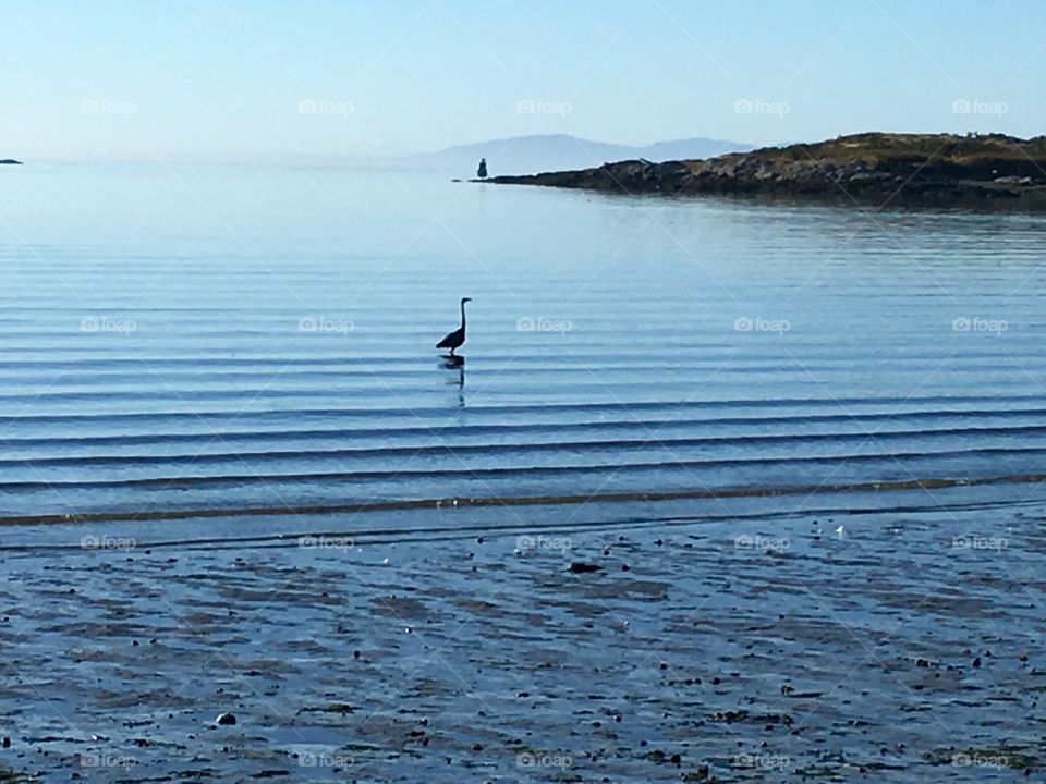 Heron on Willows Beach