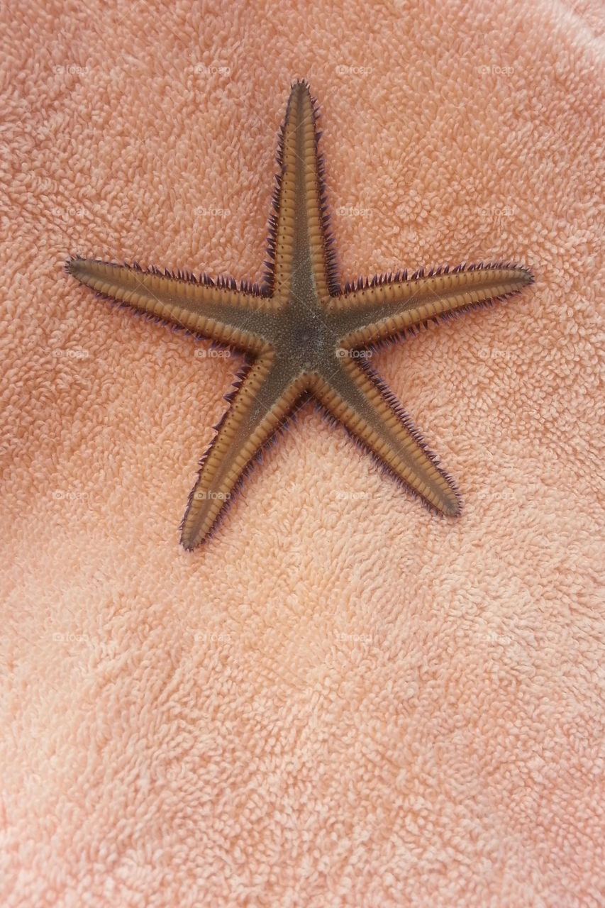 Baby starfish 