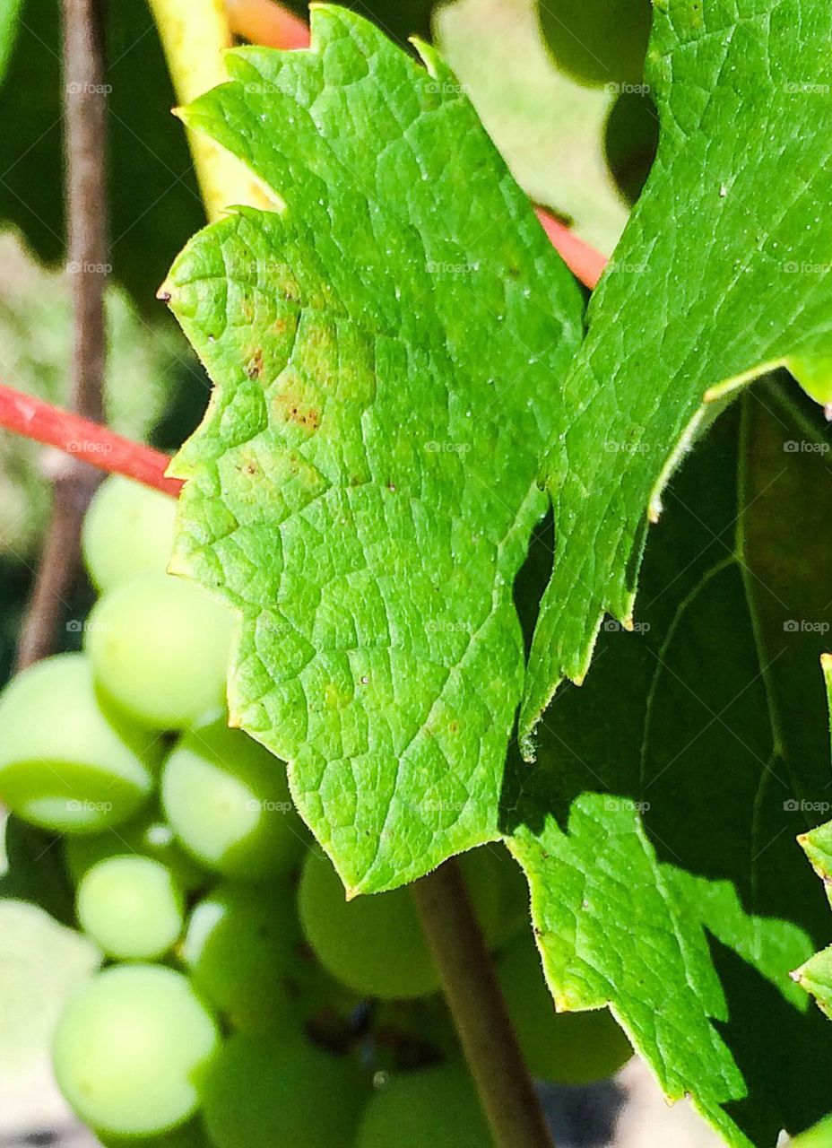 Grapes & leafs 