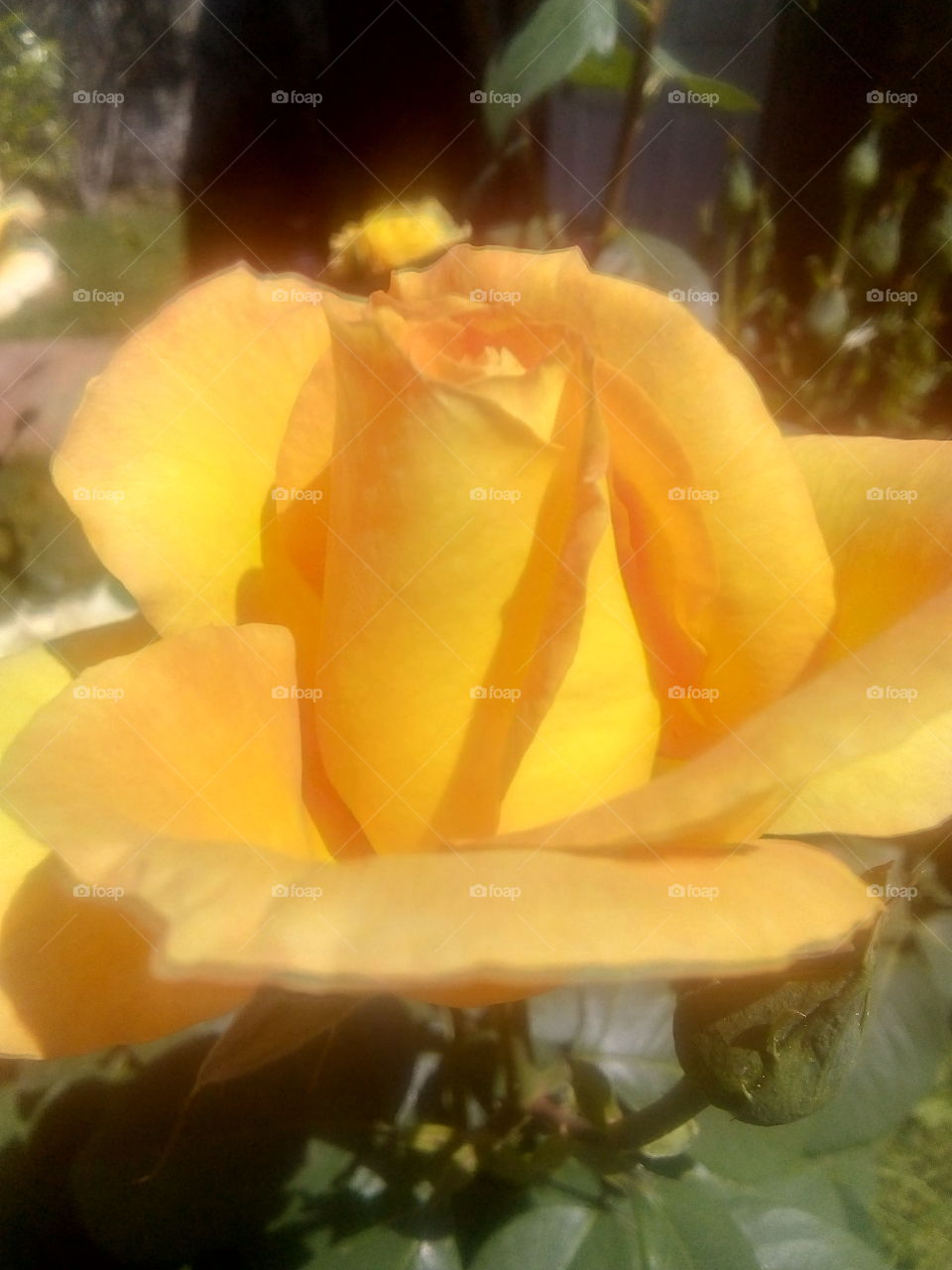 rosa amarilla en primavera ☀️😎