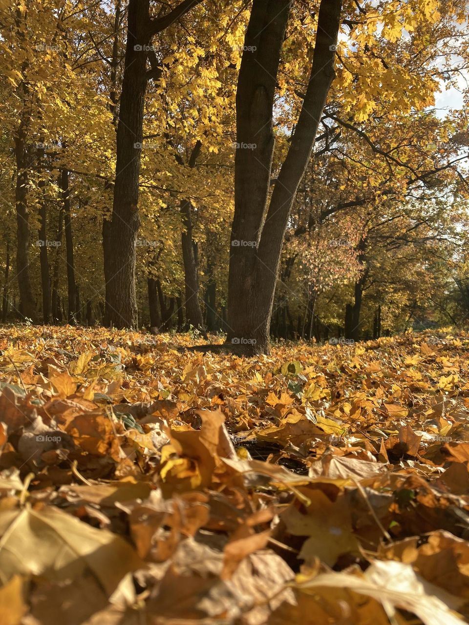 Yellow color forest 