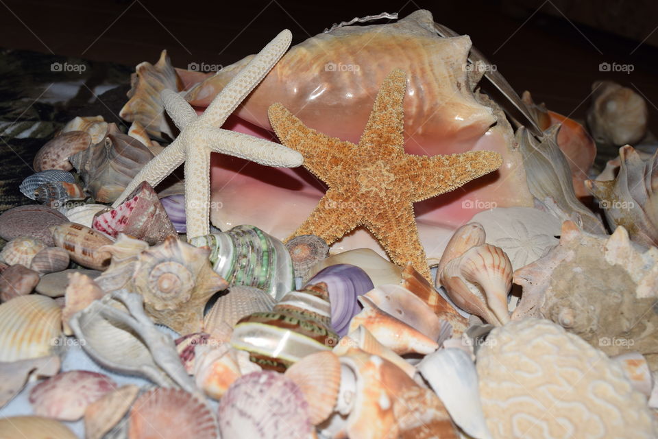 Sea shells 