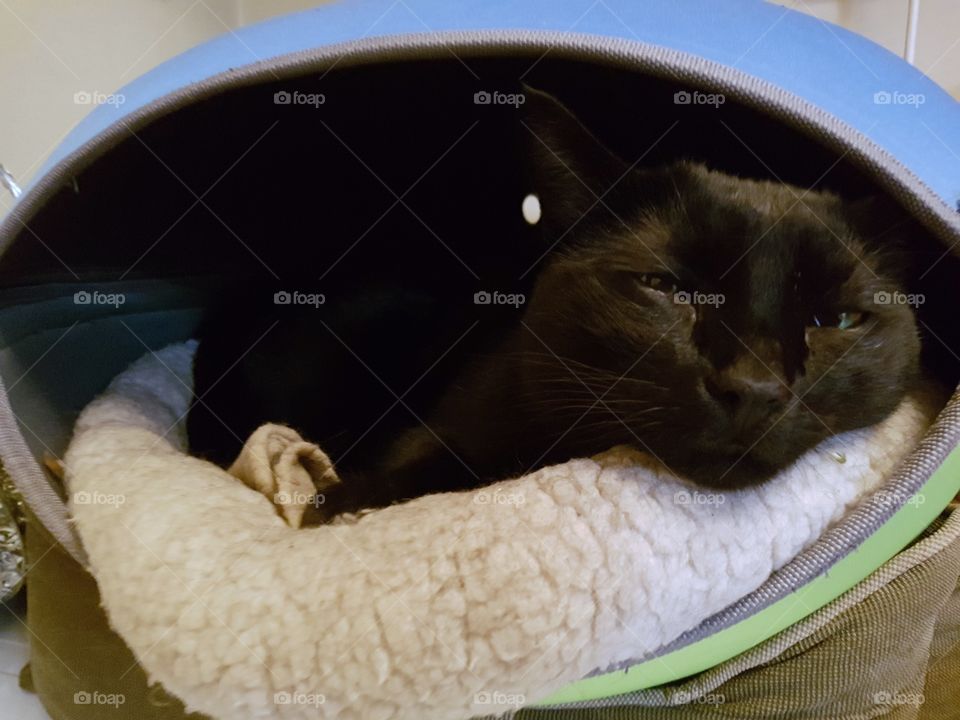 Black cat in his favorite bed.