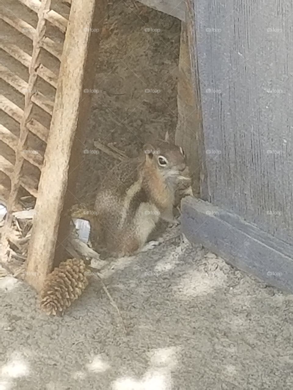 chipmunk