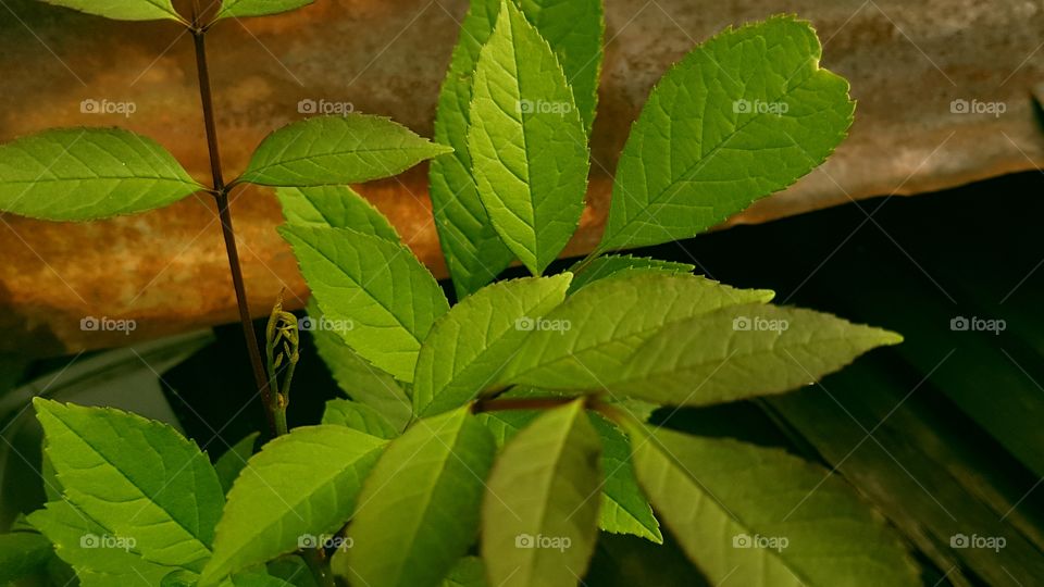 Una hermosa planta