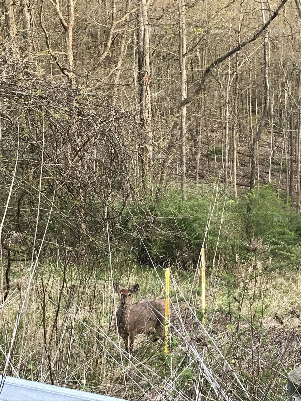 doe hiding in the tall grass on an abandoned trial in hell town, OH 