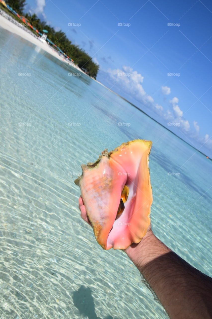 Live Conch Shell