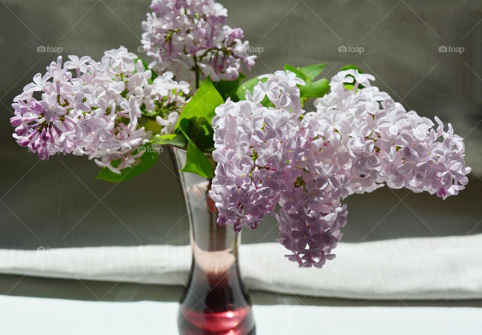 purple 💜 lilac flowers in vase