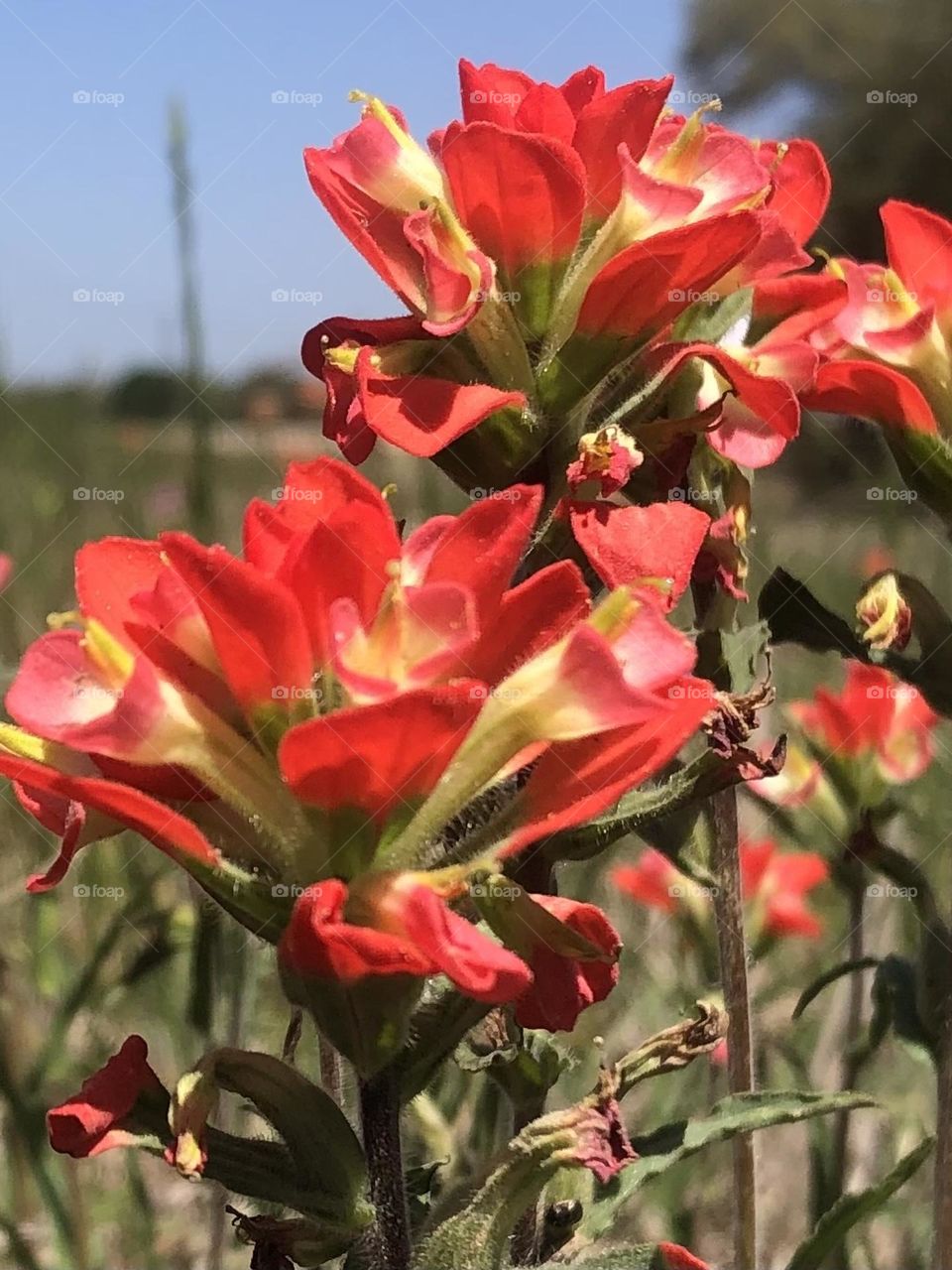 This flower is an Indian Paintbrush, meant to put in this mission for this is spring!!