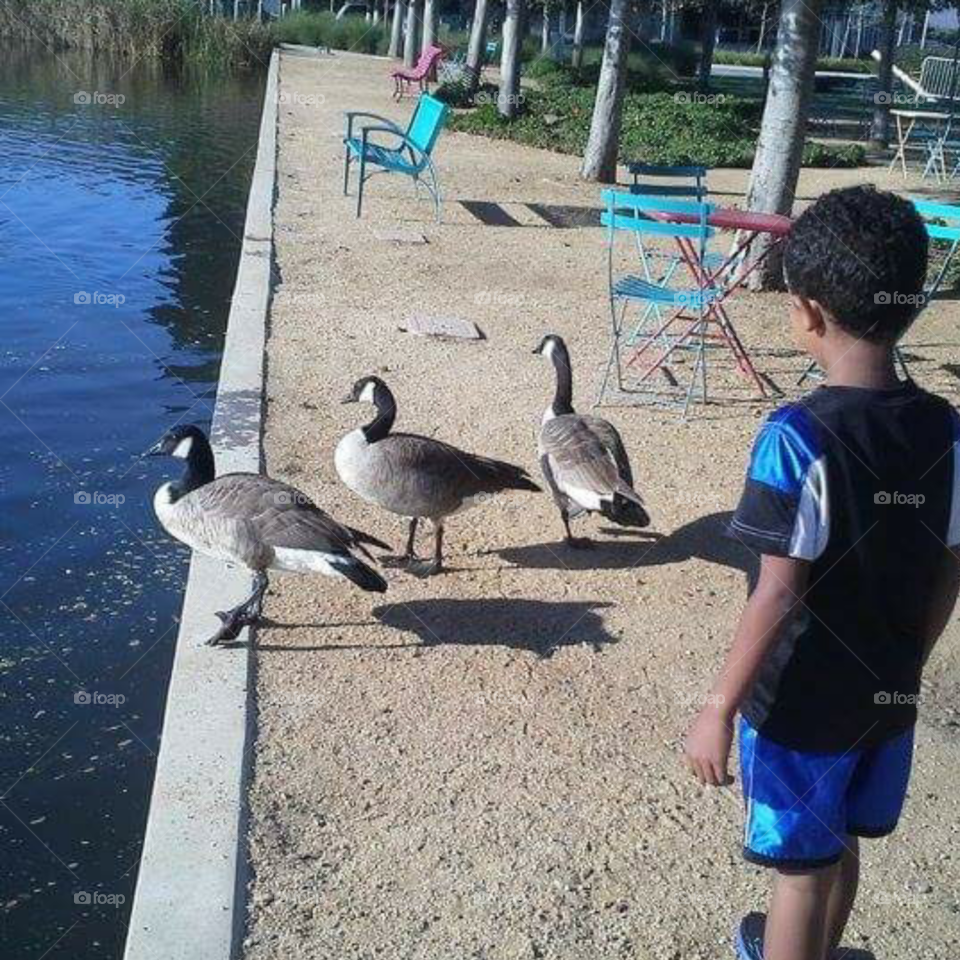 feeding the ducks