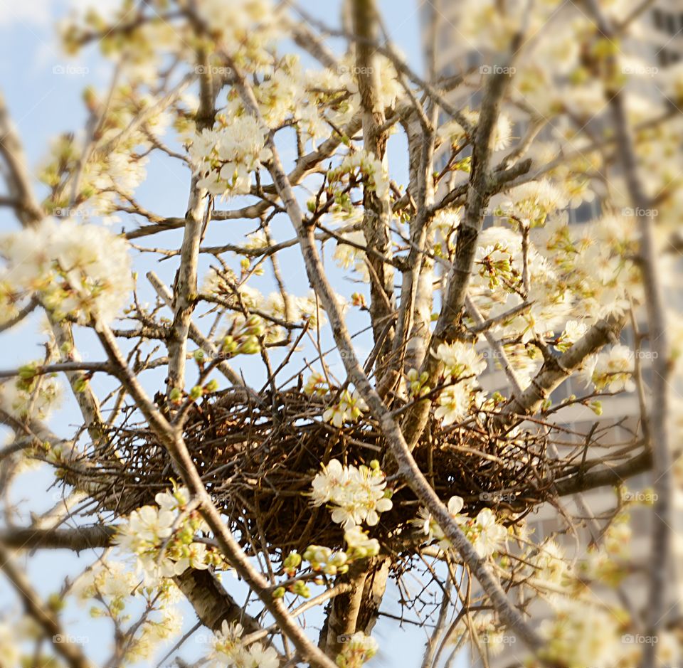 cherry blossem bird nest