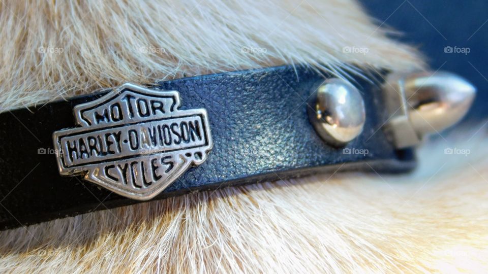 Harley-Davidson Motor Cycles Dog Collar
