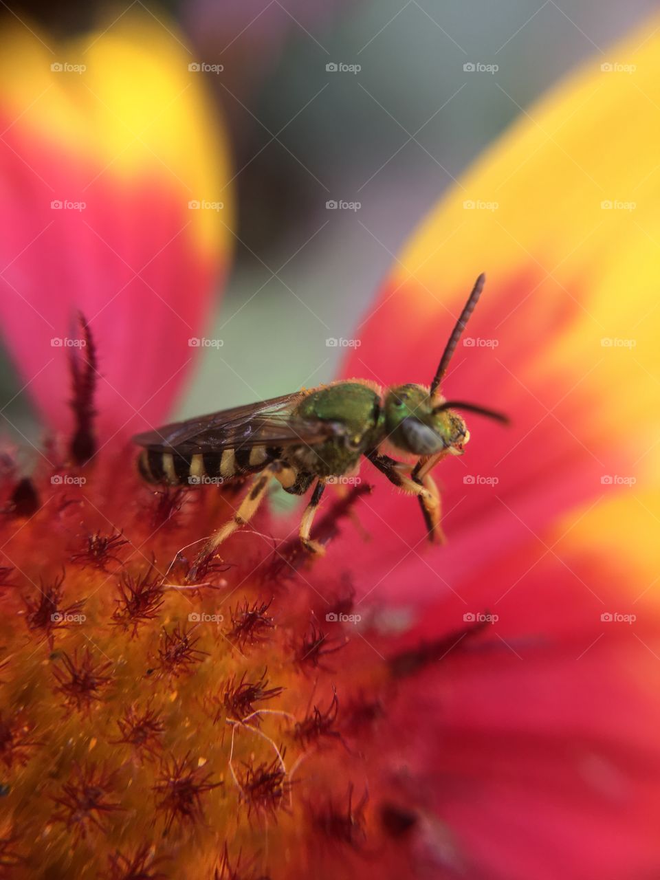 Green metallic bee