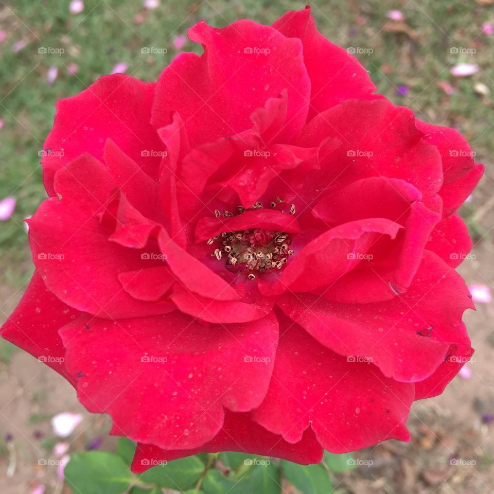 Fim de #cooper!
Suado, cansado e feliz, alongando e curtindo a beleza das #flores. Botão #vermelho!