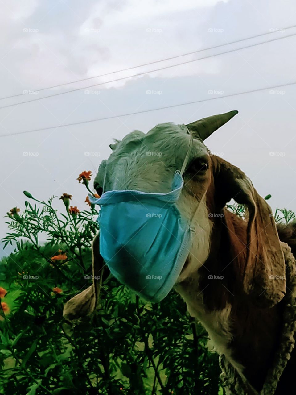 Goat with mask in farm 