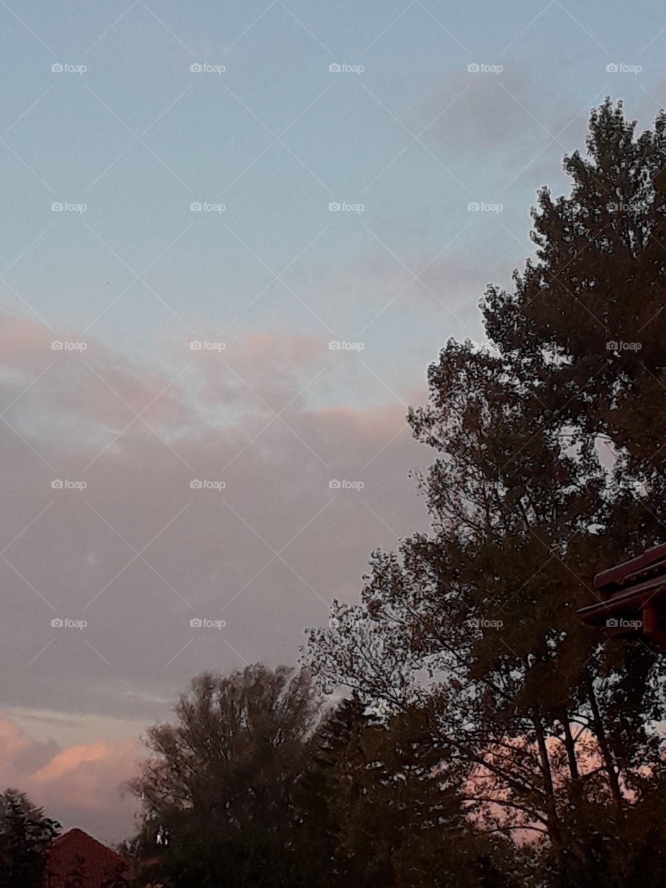 blue sky pink clouds and dark trees before sunrise