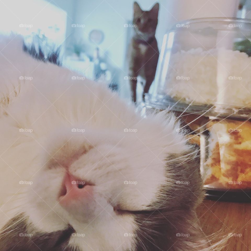 Hello, I know I’m missing something over there. Two kitties.