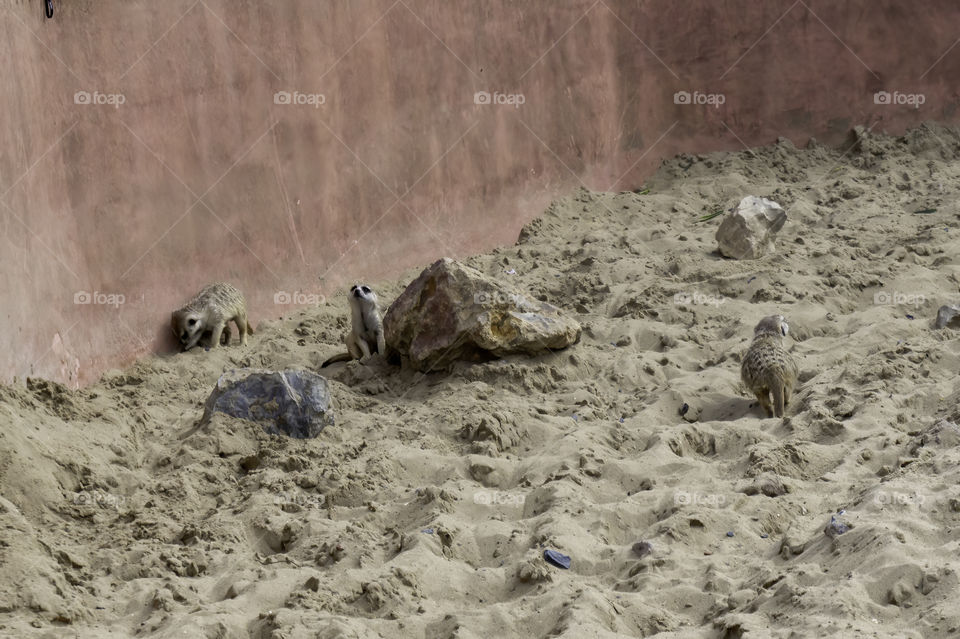 Several meerkats walking in sand