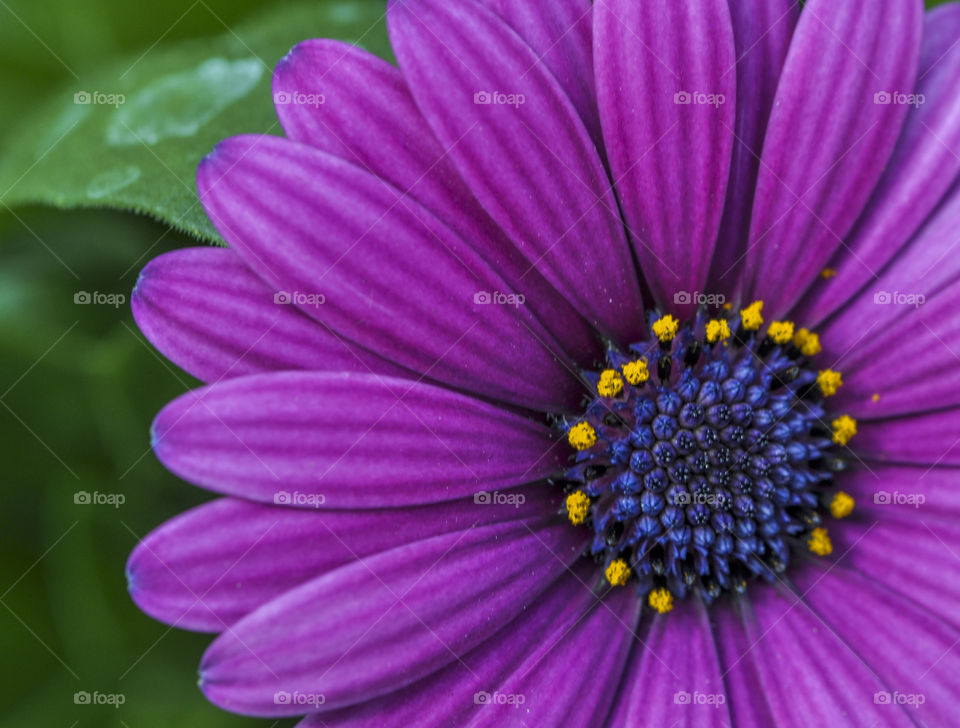 Close up of purple Gerber Daisy flower. Macro of a purple Gerber Daisy flower in Spring