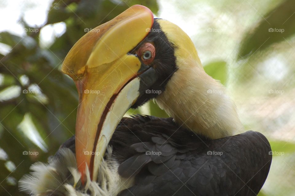 Great Indian hornbill 