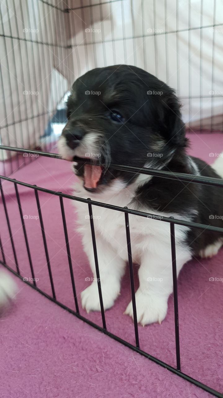 Yawning cheeky puppy