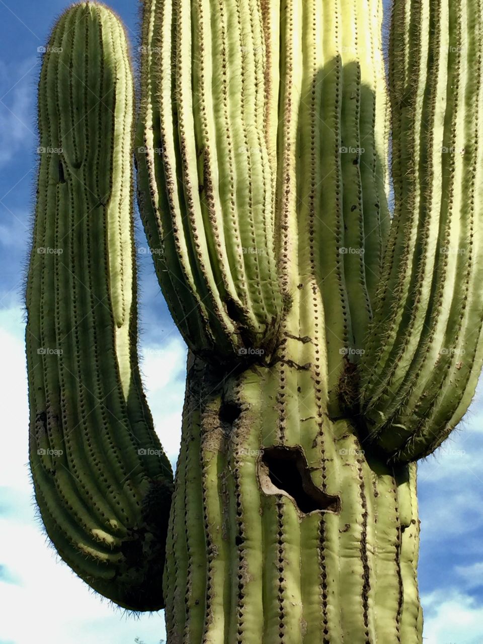 Desert Botanical Garden