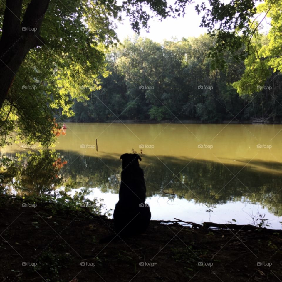 Dog sitting by the river