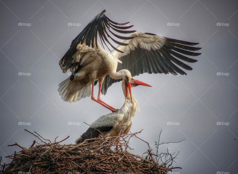 storks