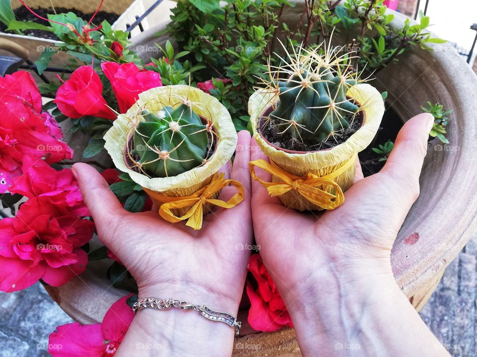 Fat plants in the hands