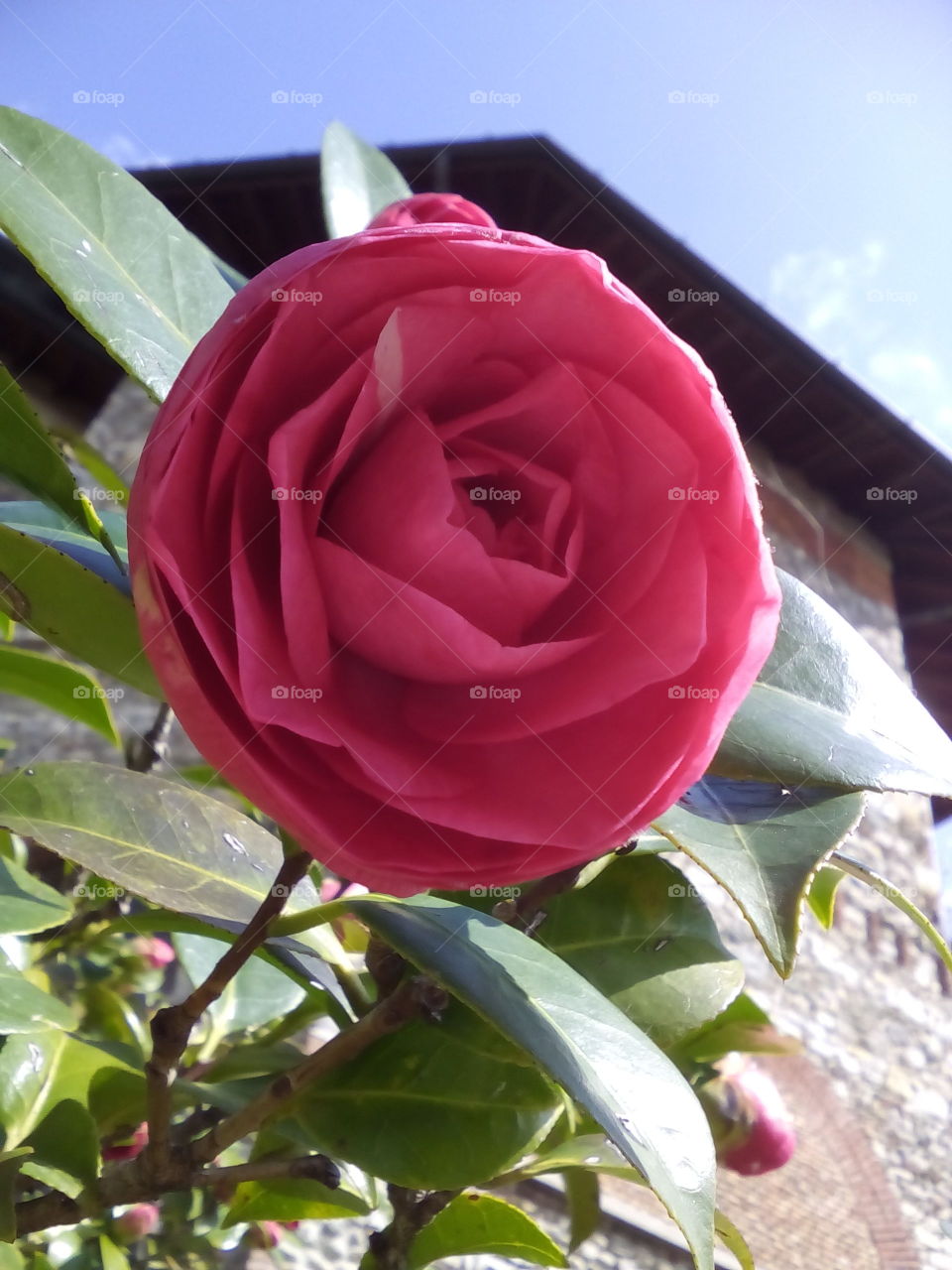 new spring rose